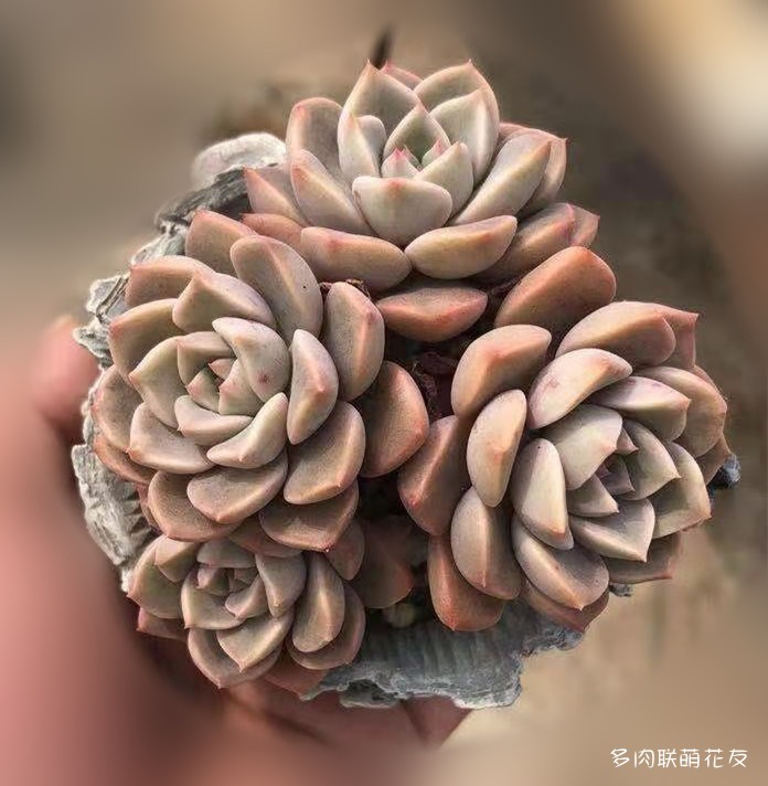 红粉佳人