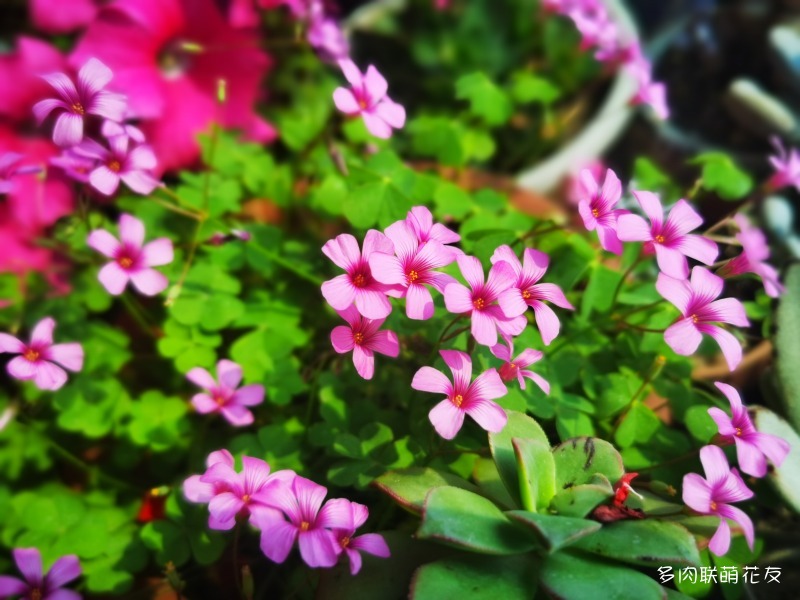 红花酢