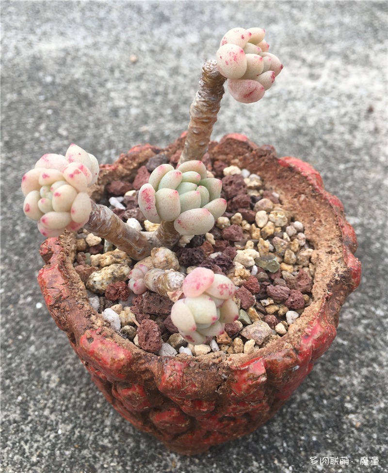 凝脂莲