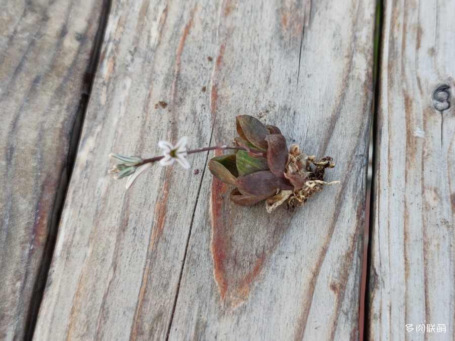 死了都要开花