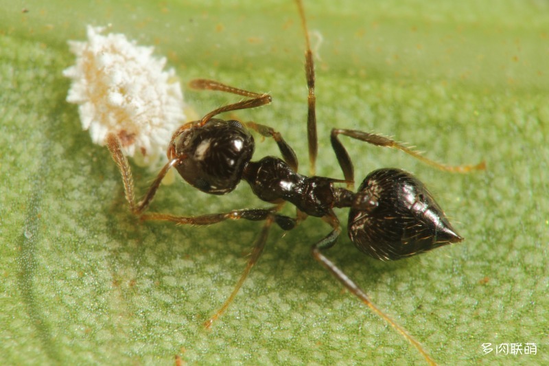 蚂蚁和蚧壳虫