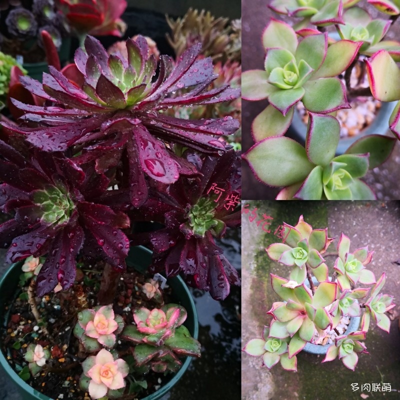 三月，花园里的法师