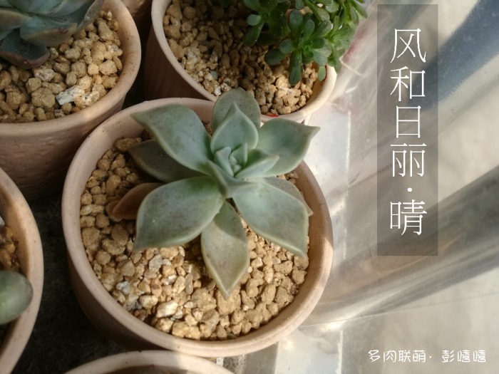 学生党，刚养的多肉