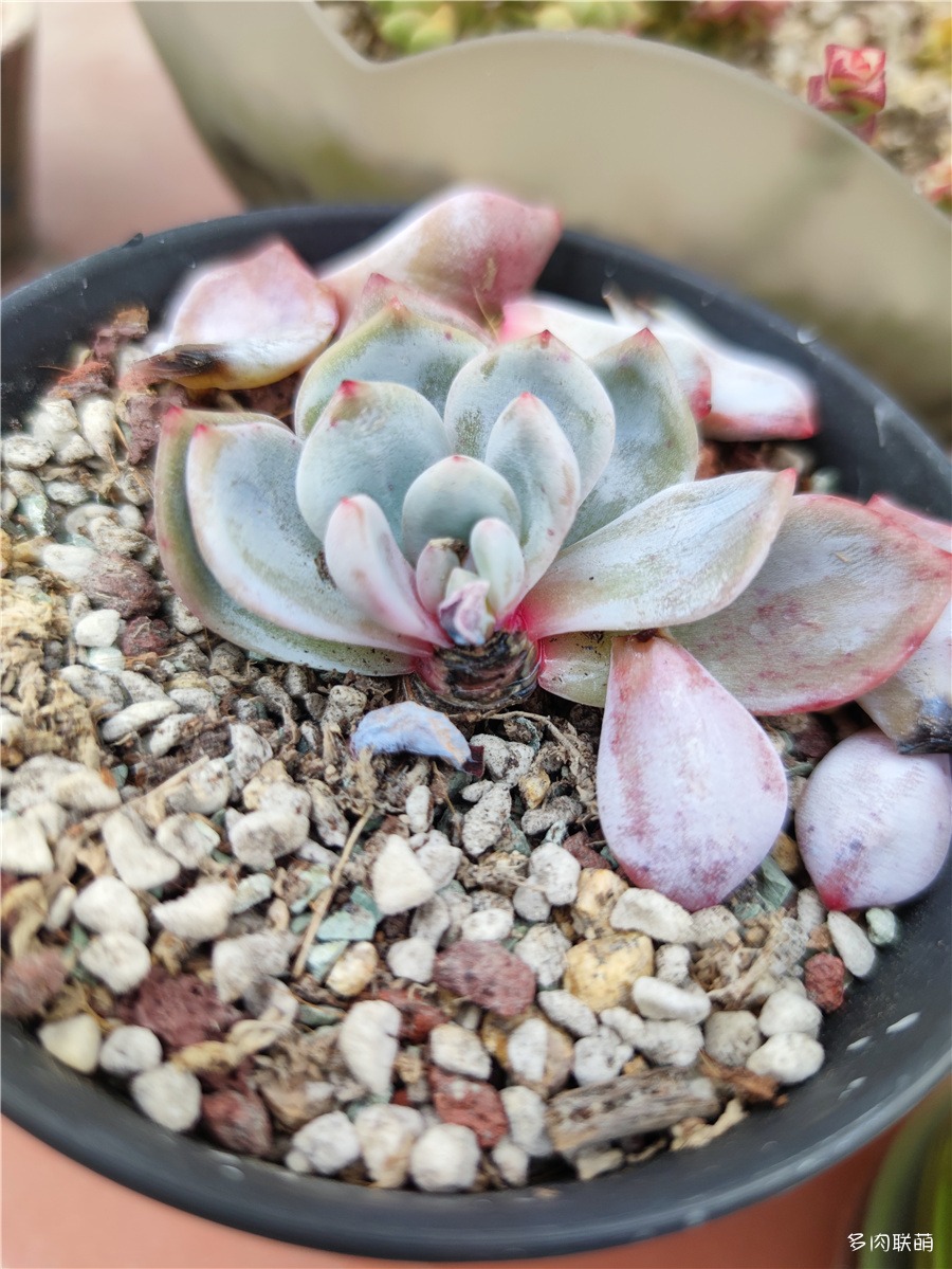 烂了的芙蓉雪莲