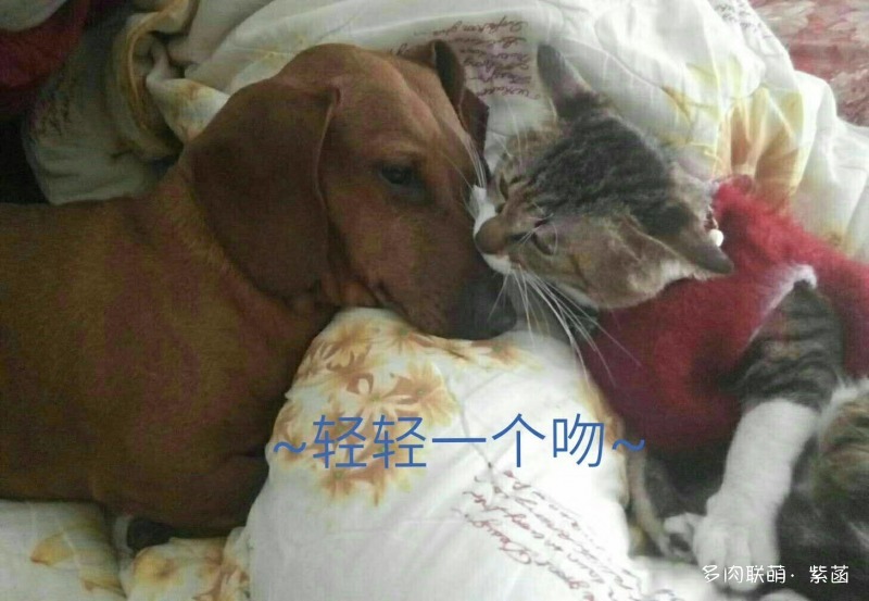 犬与多肉