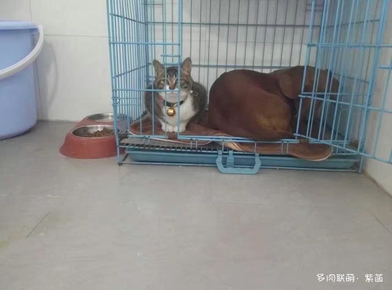 犬与多肉