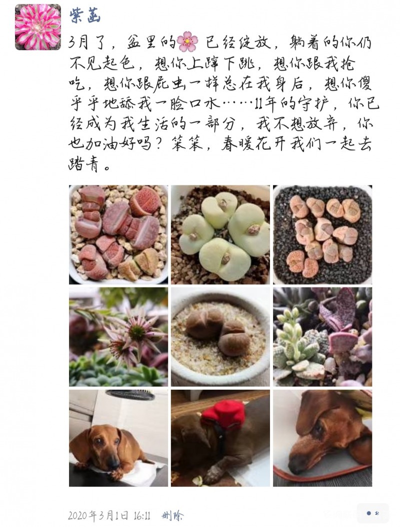 犬与多肉