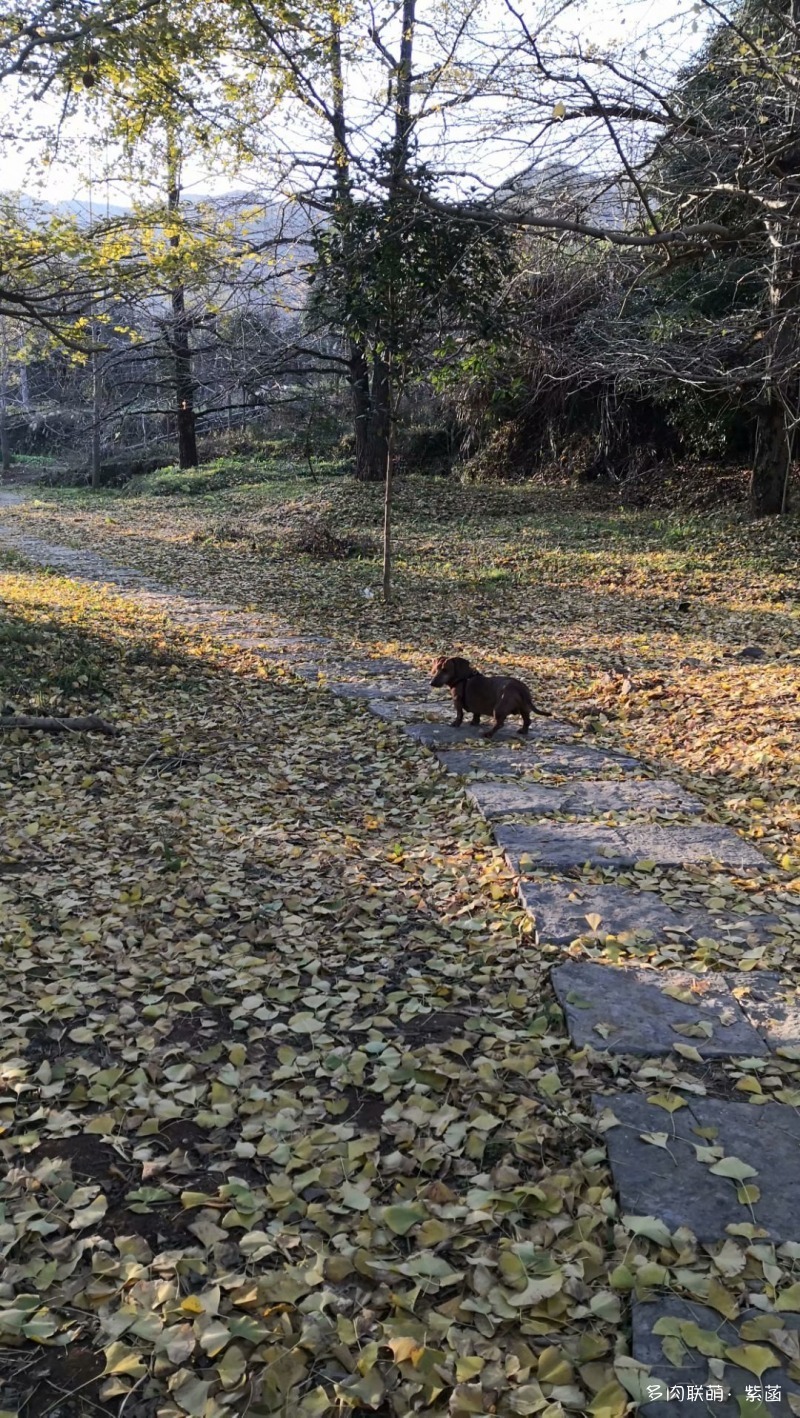 犬与多肉