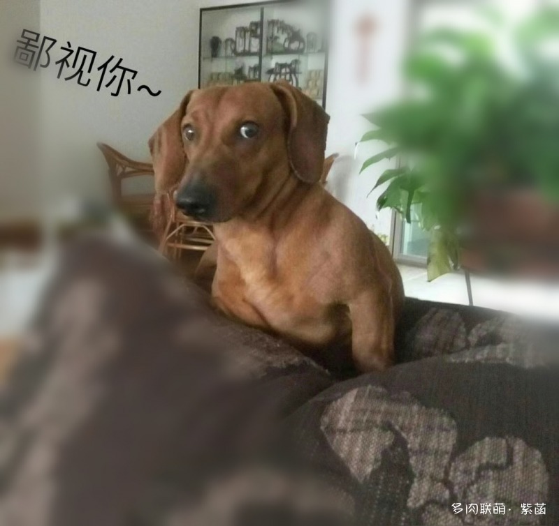 犬与多肉