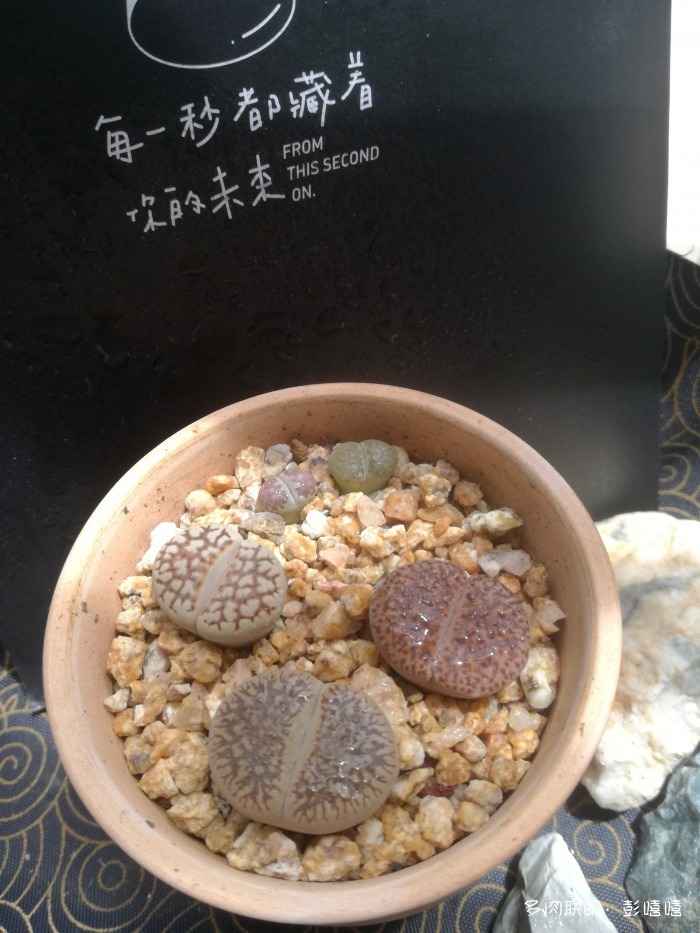 这几个月多肉的变化