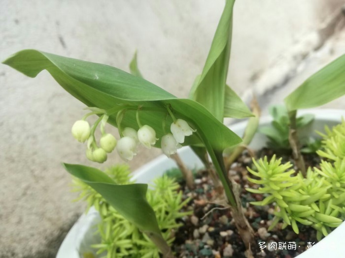 这几个月多肉的变化