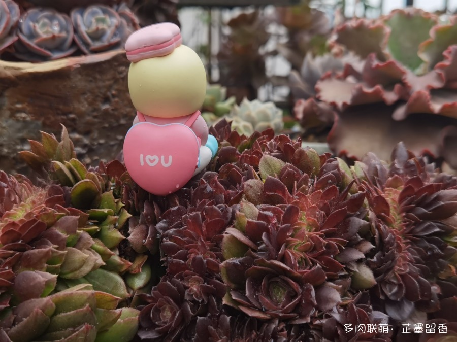多肉花园里的聚会