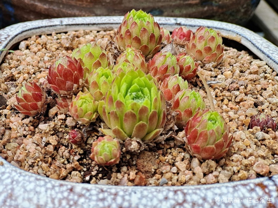 山东临沂，春天里的多肉