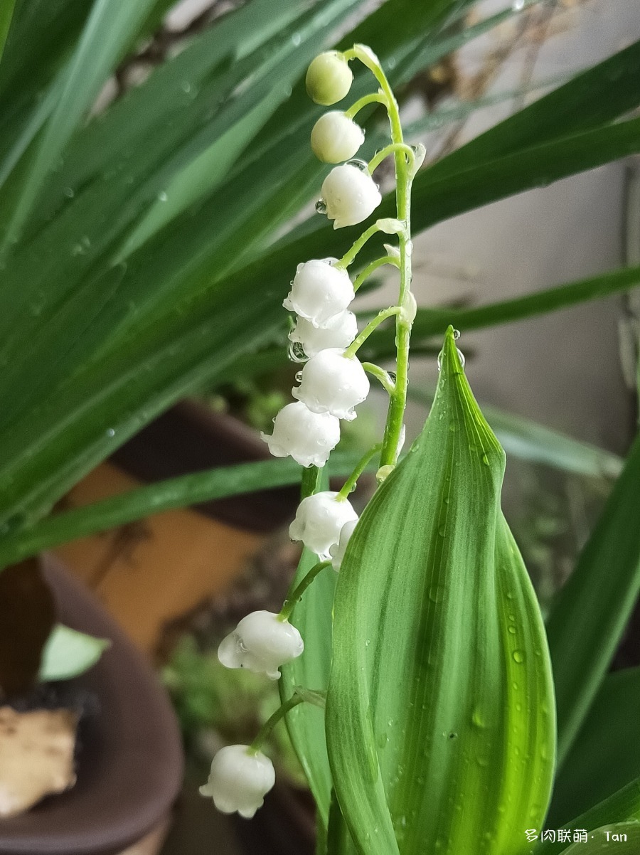 春天，多肉、植物景色