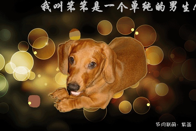 犬与多肉