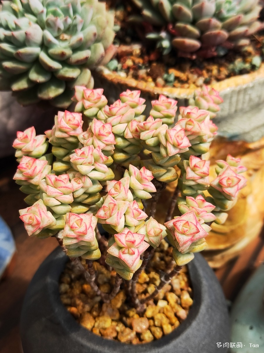 春天，多肉、植物景色