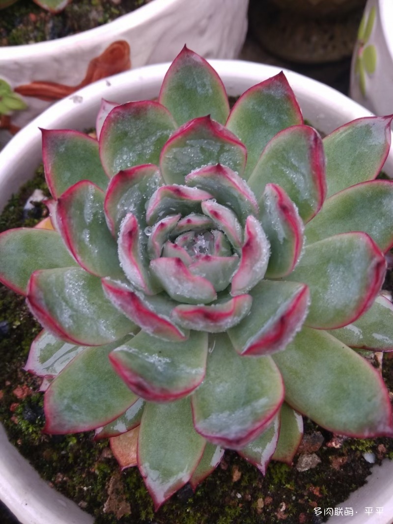 露养的多肉植物