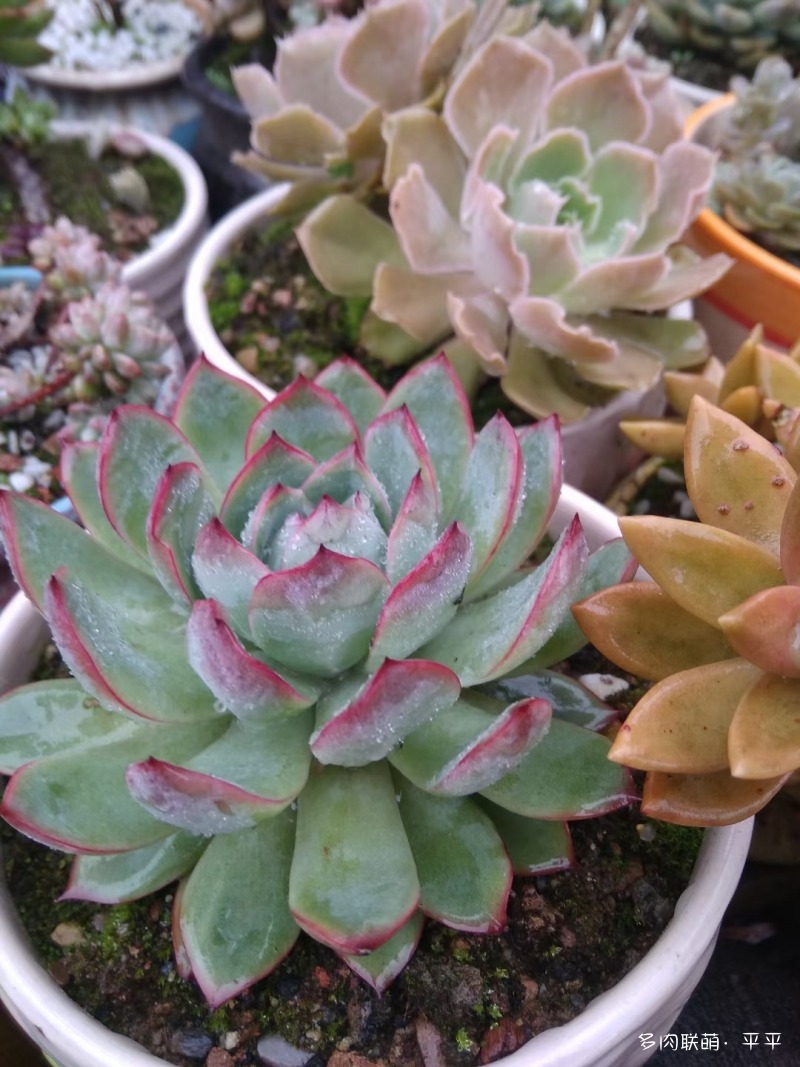 露养的多肉植物