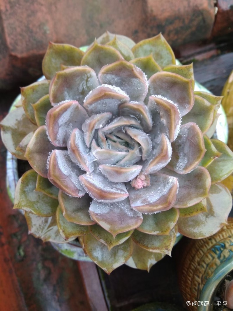 露养的多肉植物
