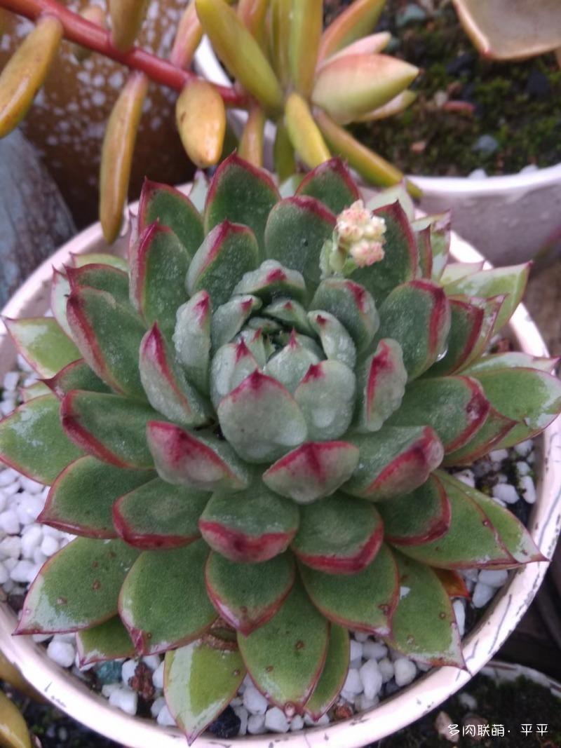 露养的多肉植物