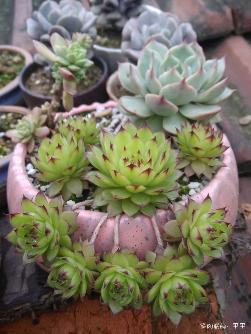 露养的多肉植物