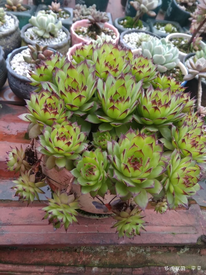 露养的多肉植物
