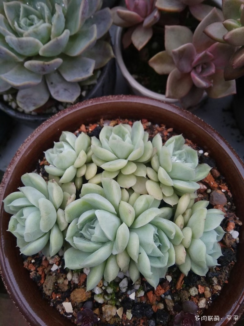 露养的多肉植物