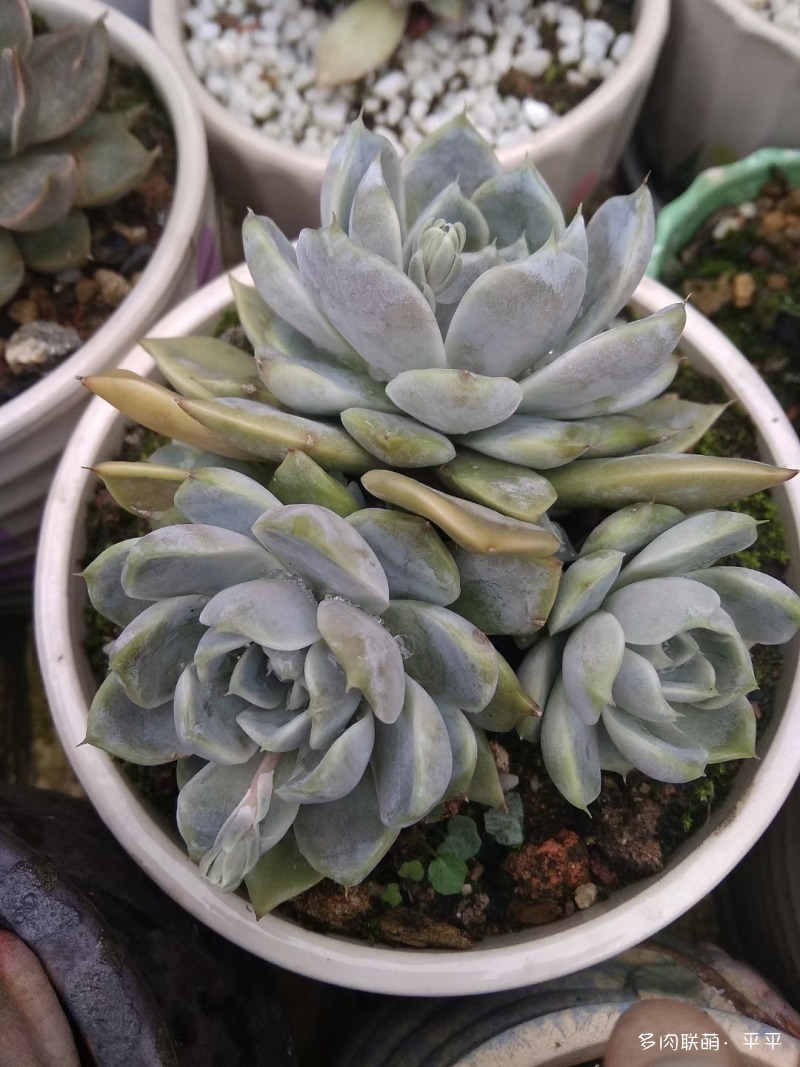露养的多肉植物