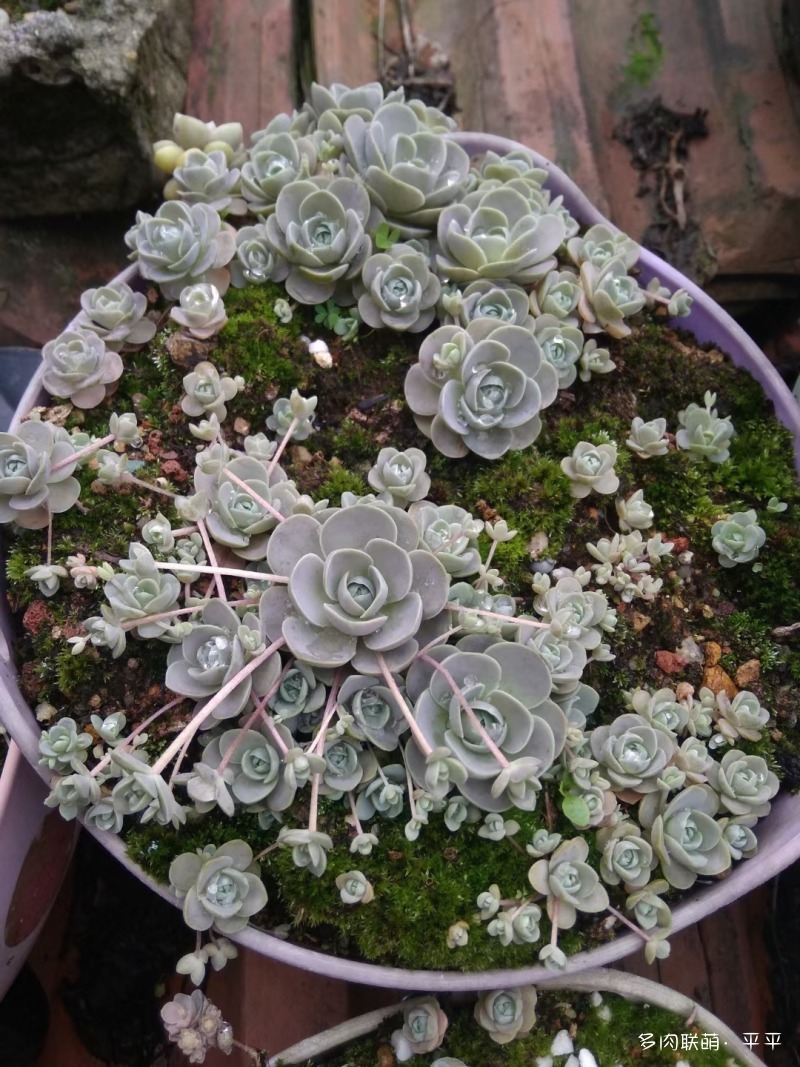 露养的多肉植物