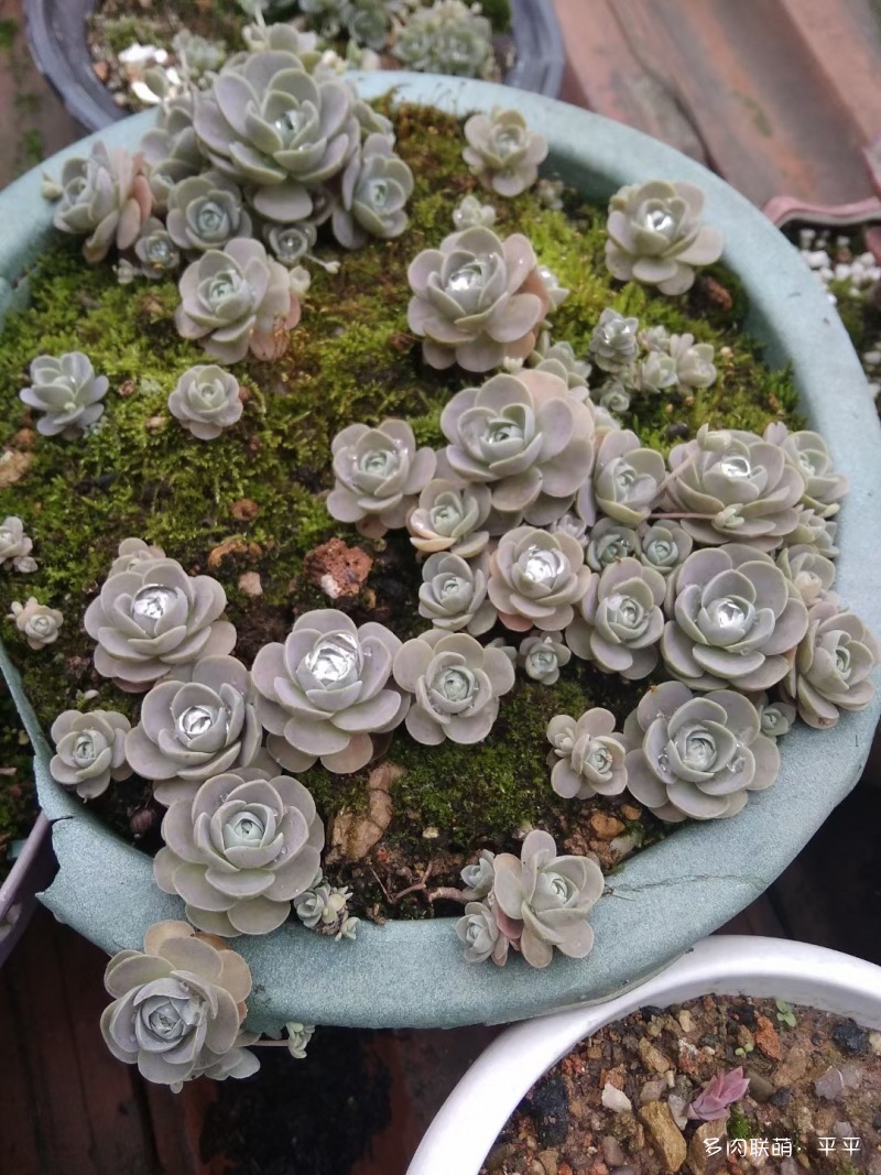 露养的多肉植物