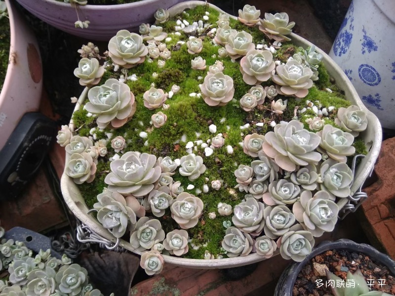 露养的多肉植物