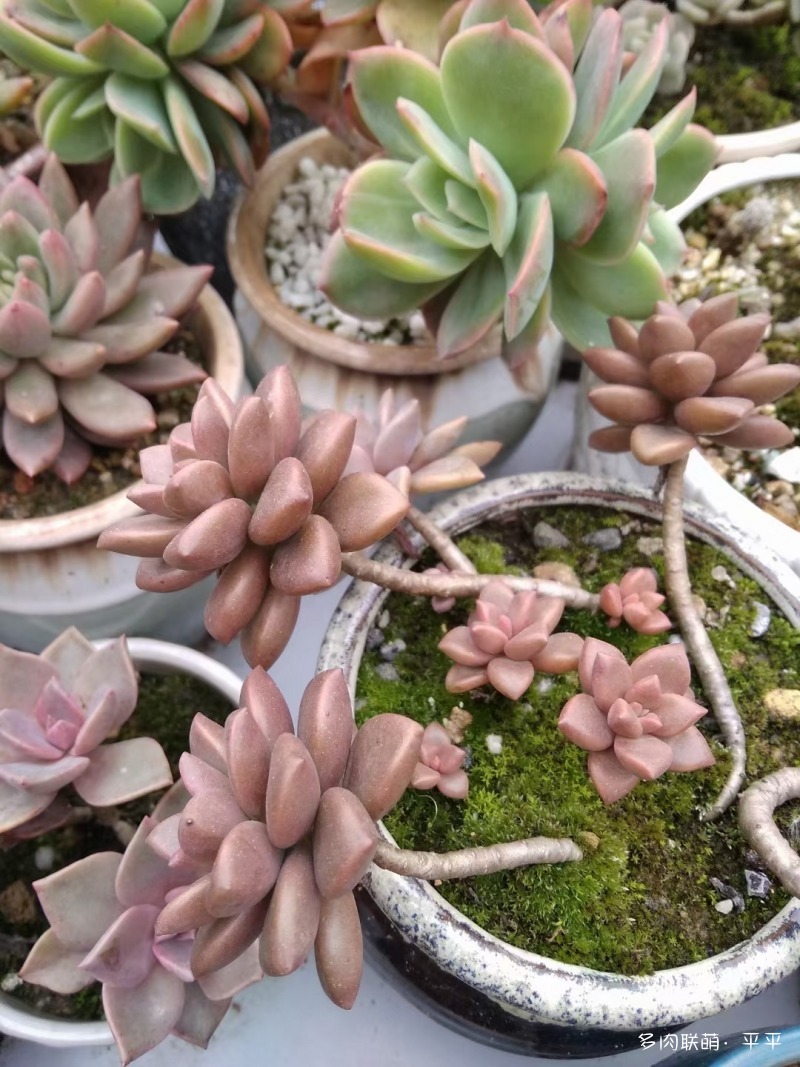 露养的多肉植物