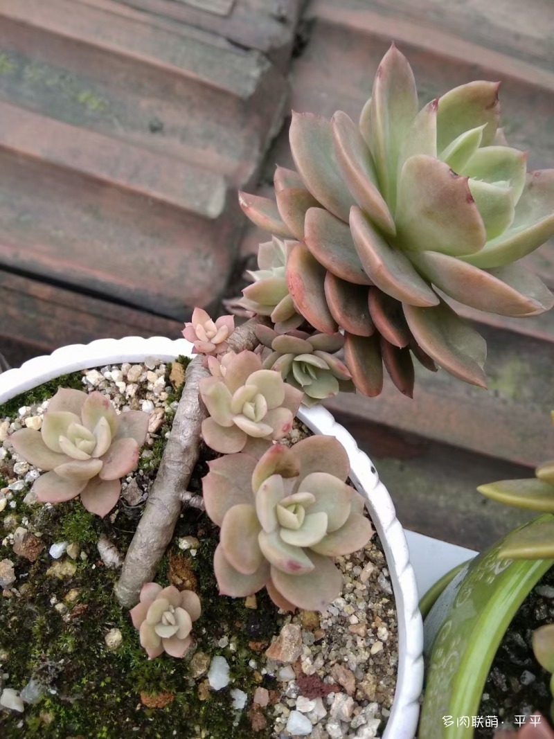 露养的多肉植物