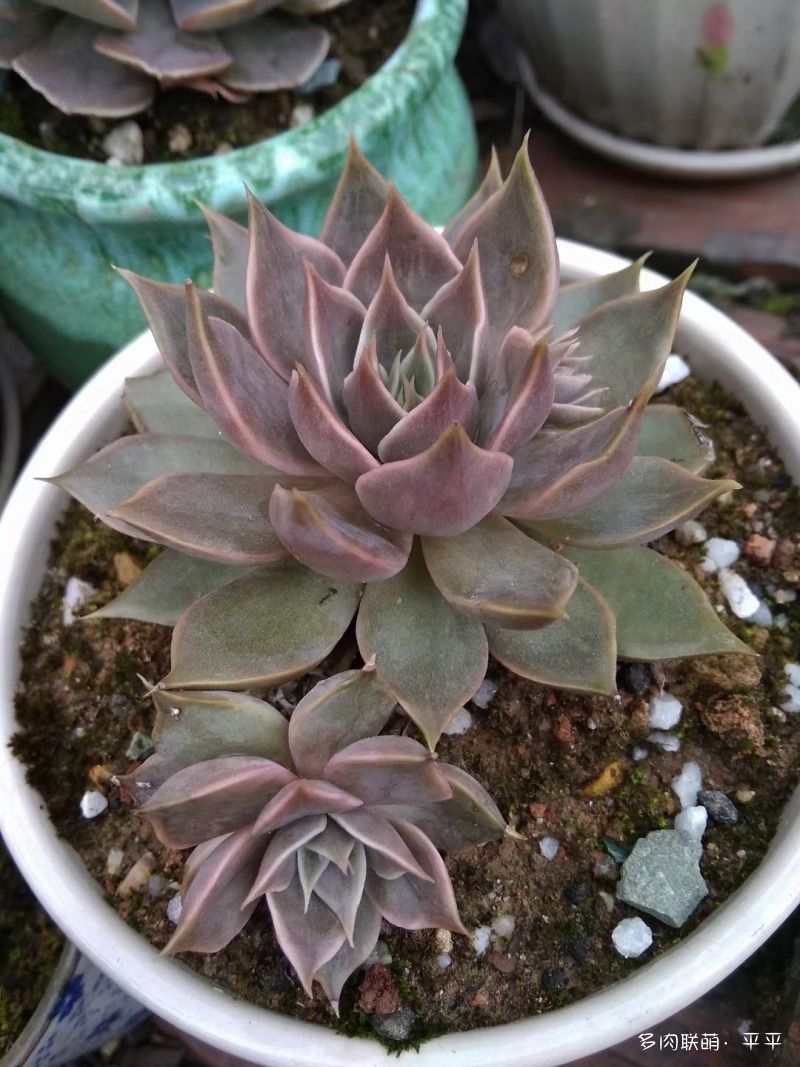 露养的多肉植物