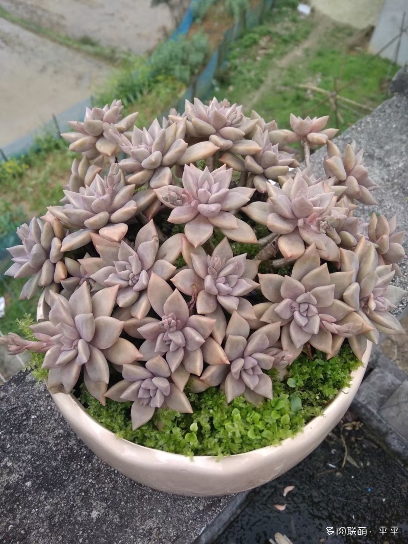 露养的多肉植物