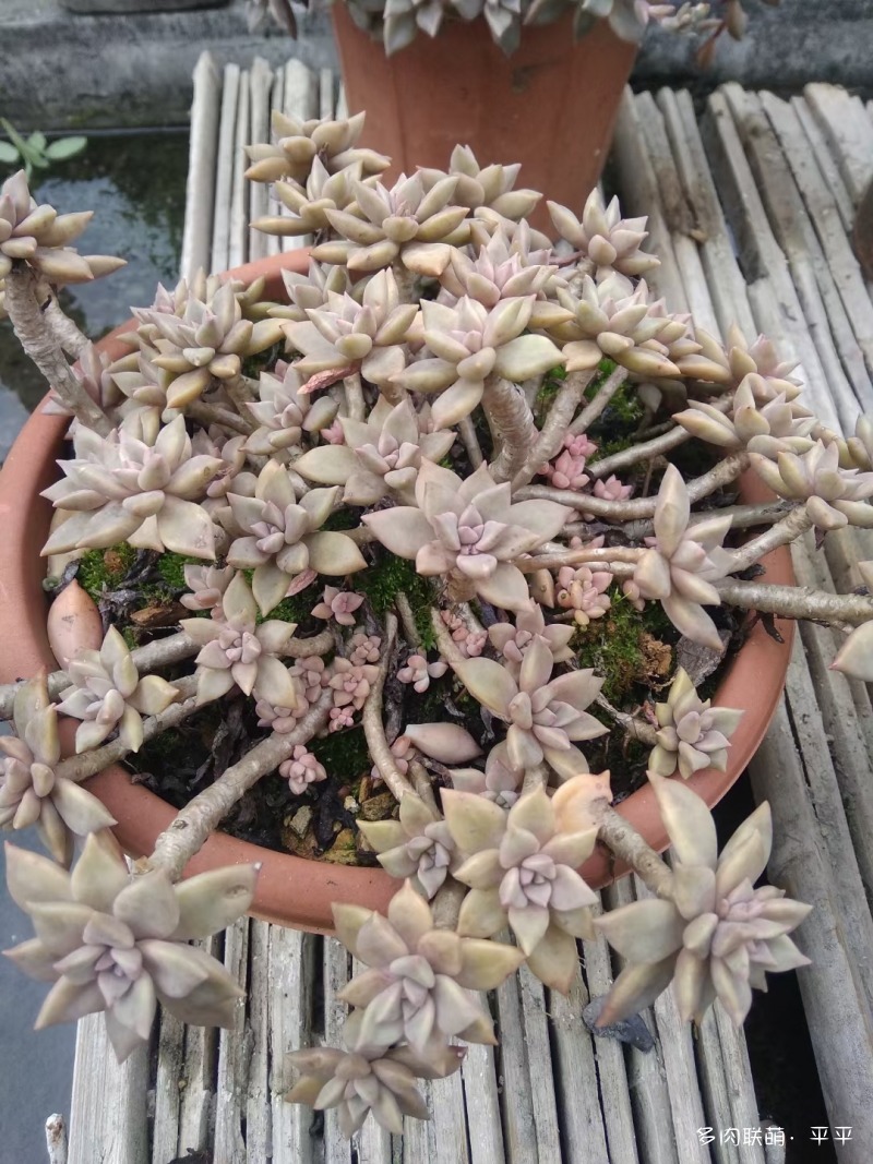 露养的多肉植物