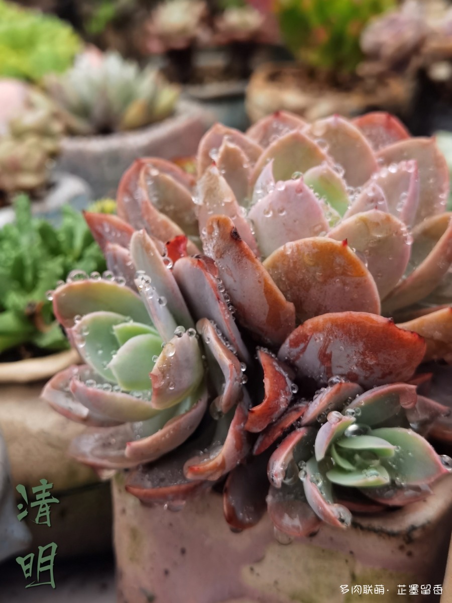 多肉花园里的聚会