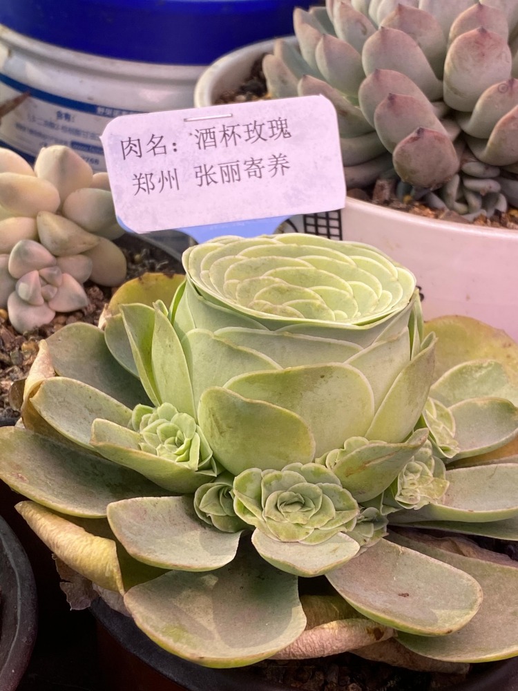认养的多肉