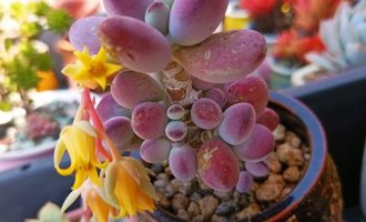 多肉植物图片 多肉联萌 多肉植物图片 多肉联萌