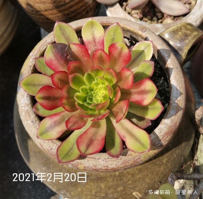 嘉年华