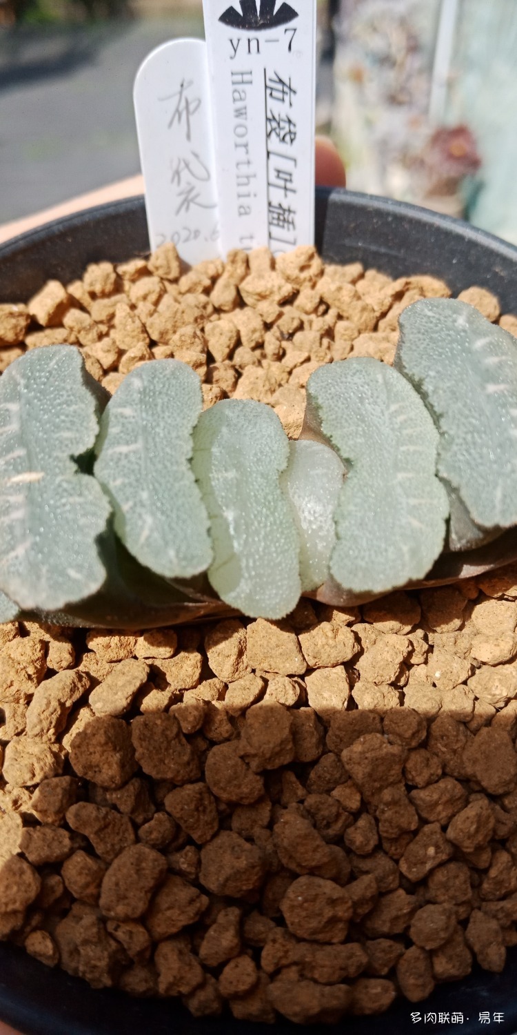 刚接触的十二卷玉扇