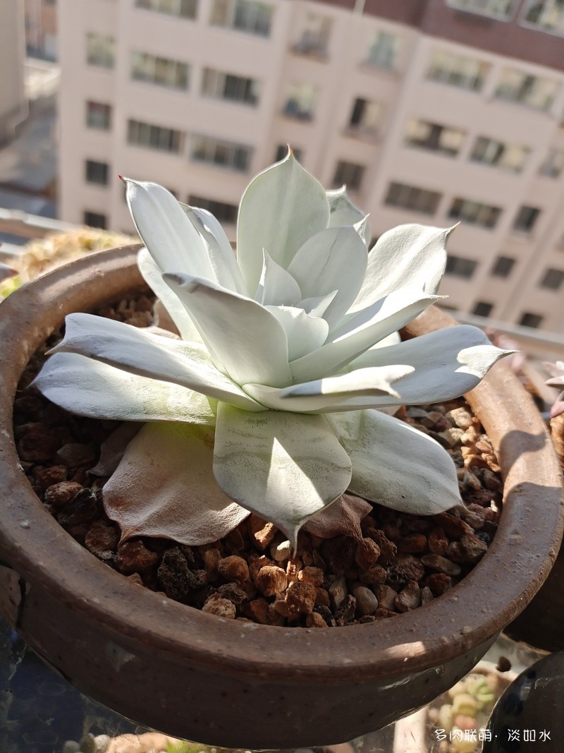 肥肥的多肉，肥肥的可爱