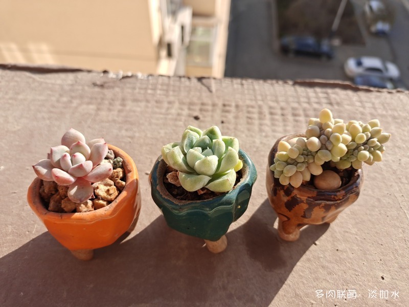 肥肥的多肉，肥肥的可爱
