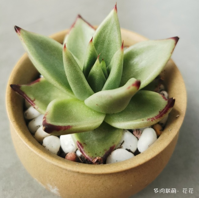 刚养的多肉