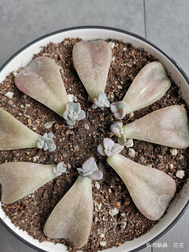 刚养的多肉