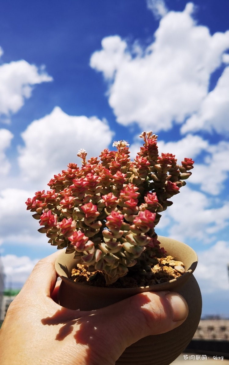 北京，初夏的多肉和花儿