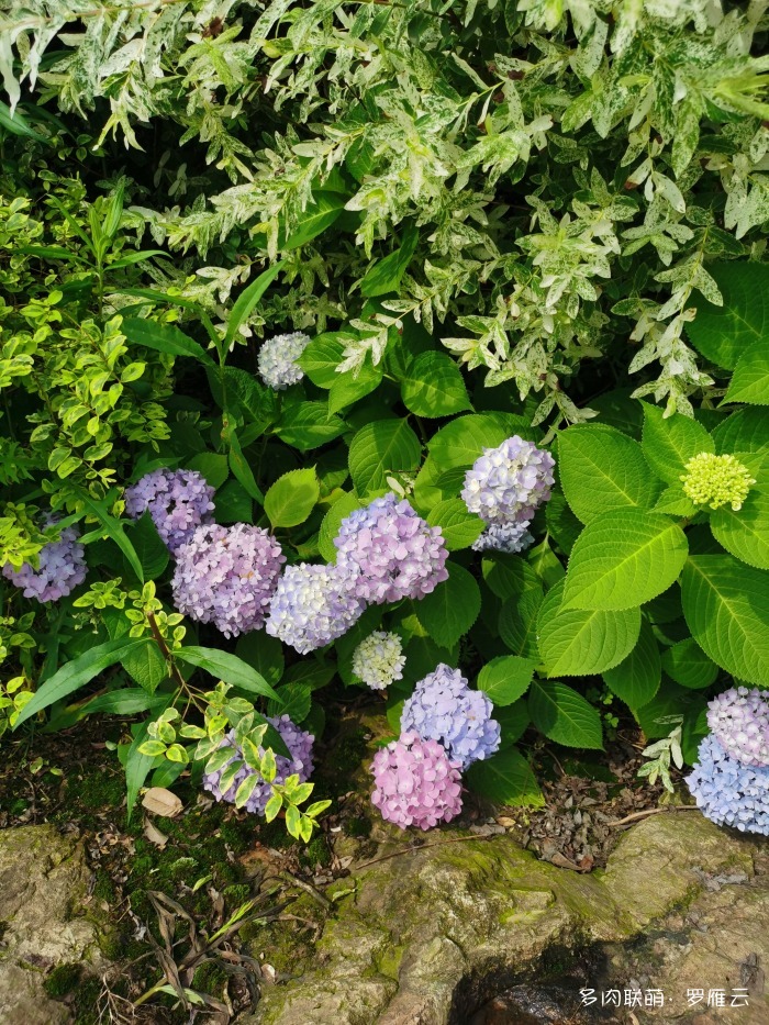 夏日风光