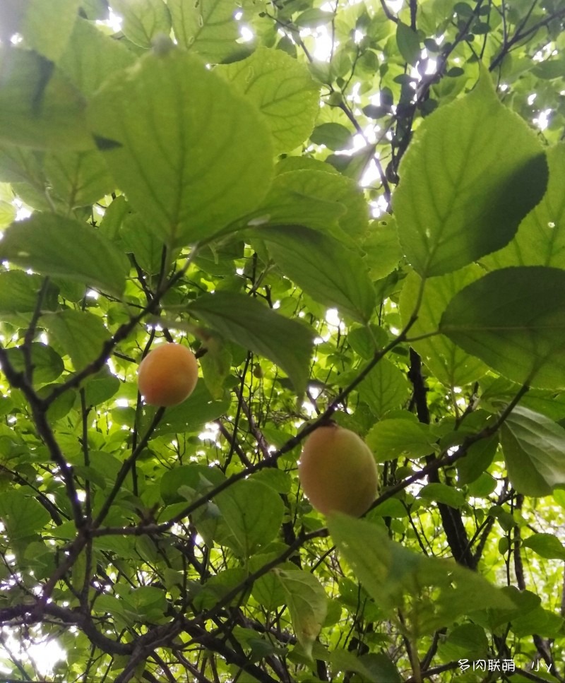 夏天，变绿了的多肉，和一些花草