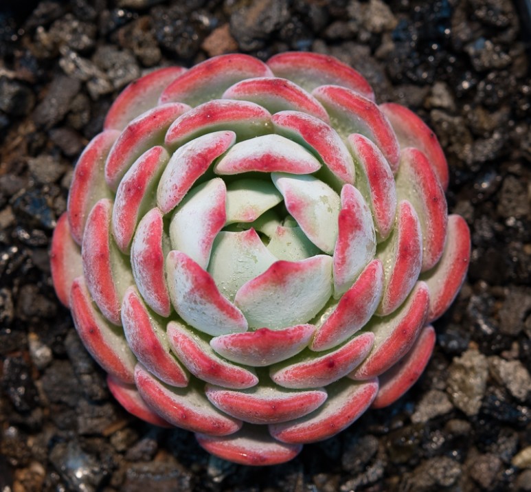 雪绒花 Echeveria 'Edelweiss'