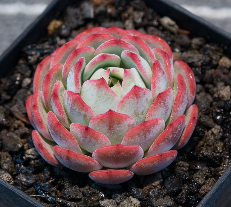 雪绒花 Echeveria 'Edelweiss'